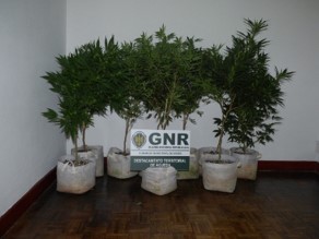 Foto de Águeda – Apreensão de nove plantas de cannabis