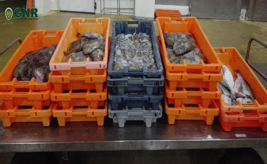 Foto de Aveiro – Cerca de 300 quilos de pescado apreendidos