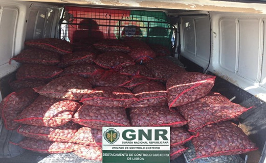 Foto de Alcochete – Mais de 3 toneladas de amêijoa apreendida
