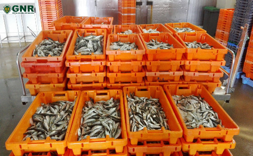 Foto de Aveiro – Mais de meia tonelada de pescado apreendido