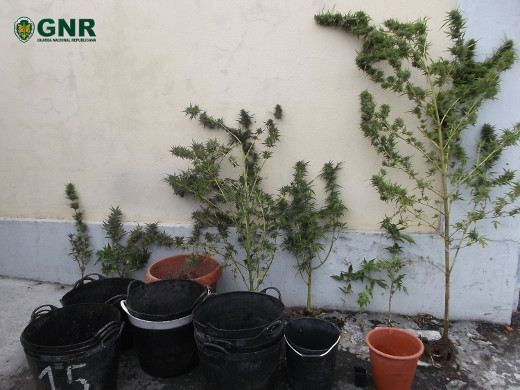 Foto de Chaves – Apreensão de 9 plantas de cannabis