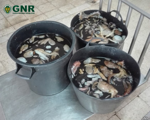 Foto de Olhão – Apreensão de mais de 390 quilos de pescado e bivalves