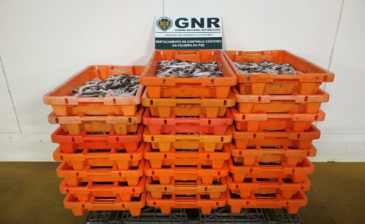 Foto de Nazaré – Doação de 285 quilos de pescada
