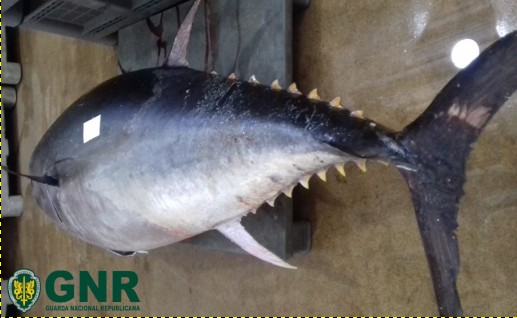 Foto de Funchal – Apreensão de 222 quilos de atum rabilho