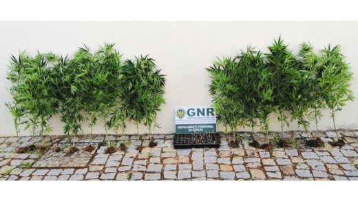 Foto de Covilhã – Detido na posse de 20 plantas de cannabis