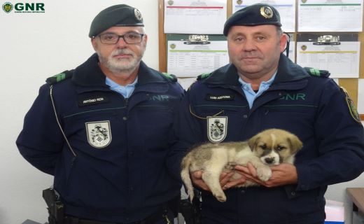 Foto de Portalegre – Cão com dois meses resgatado em estrada nacional