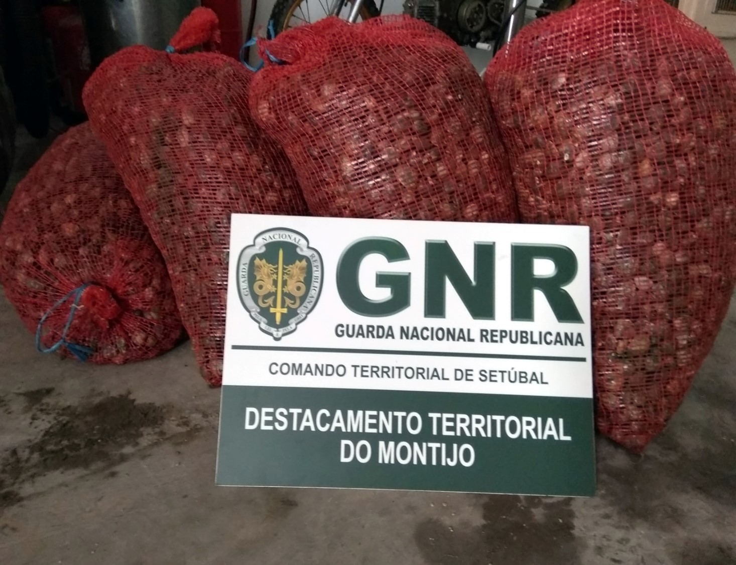 Foto de Montijo – Apreensão de 130 quilos de amêijoa por falta de registo