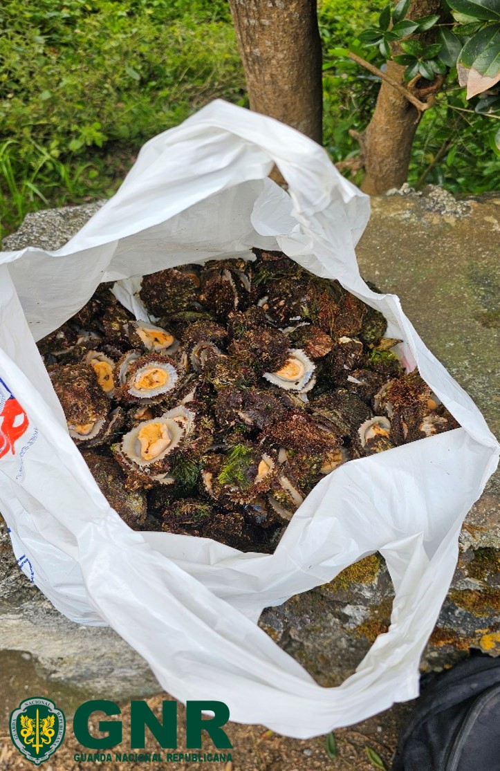Foto de Ilha São Jorge – Apreensão de 12,8 quilos de lapas