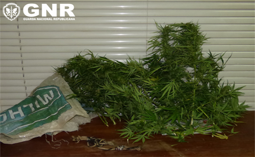 Foto de Mação – Detido por cultivo de cannabis