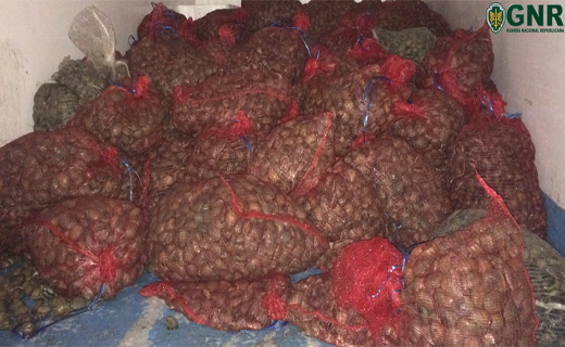 Foto de Azeitão - Apreensão de mais de 2 toneladas de bivalves