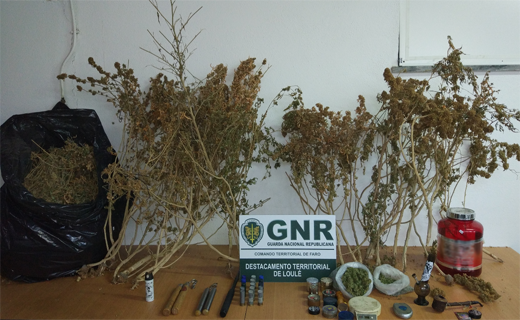 Foto de Almancil – Apreensão de cerca de 5 quilos e 24 plantas de cannabis