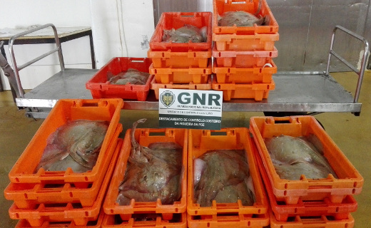 Foto de Aveiro – Doação de mais de 300 quilos de pescado