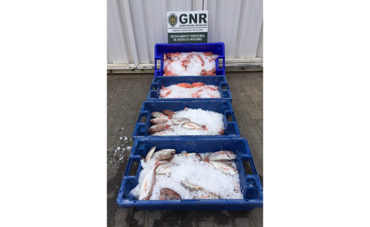 Foto de Pico e Terceira – Doação de 83 quilos de pescado