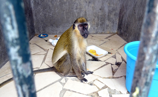 Foto de Charneca da Caparica – Resgate de primata
