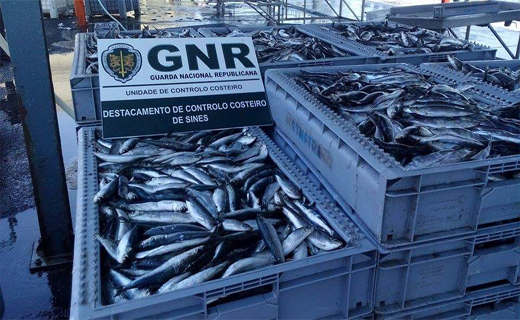 Foto de Sines – Doação de 364 quilos de sardinha