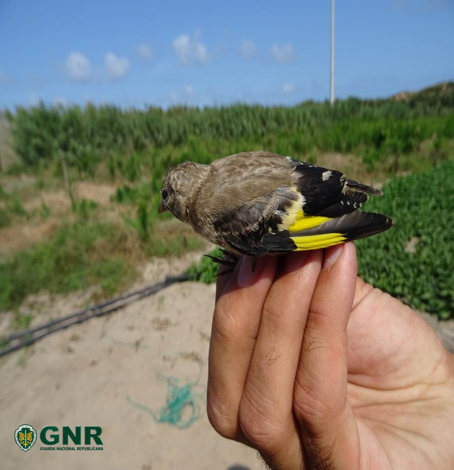 Foto de Peniche – Detido por captura ilegal de aves
