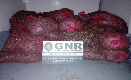 Foto de Albergaria-a-Velha – Mais de 400 quilos de amêijoa apreendida
