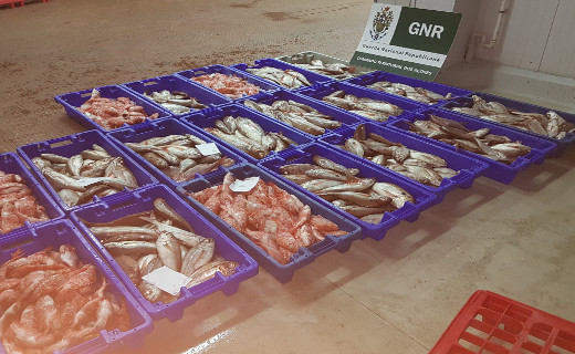 Foto de Ilha Terceira – Doação de 70 quilos de pescado