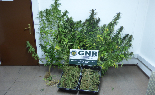 Foto de Guarda - Apreensão de mais de 1 quilo de folhas de cannabis