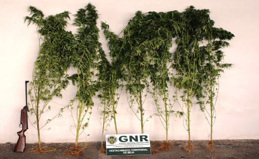 Foto de Marmelar – Apreensão de 8 plantas de cannabis