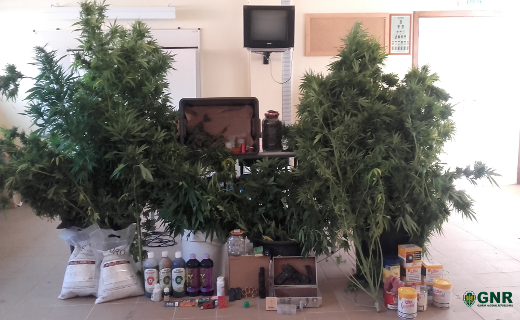 Foto de Almeirim – Apreensão de 80 plantas de cannabis