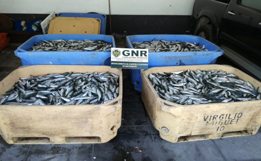 Foto de Matosinhos – Doação de mais de 1 tonelada de pescado