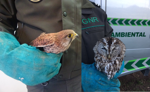 Foto de Sintra e Cascais – Recuperação de duas aves