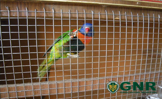 Foto de Águeda – Venda ilegal de aves pela internet