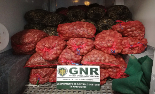 Foto de Matosinhos - Apreensão de 2,5 toneladas de bivalves