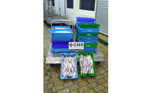 Foto de Olhão – Doação de 216 quilos de pescada