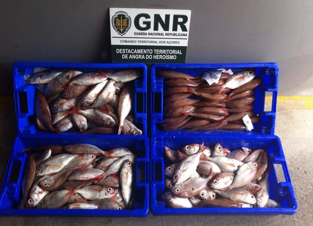 Foto de Ilha Terceira – Doação de 61 quilos de pescado