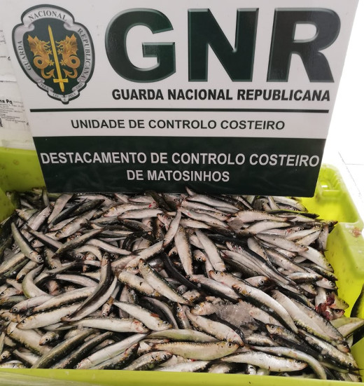 Foto de Matosinhos - Apreensão de mais de 1,3 toneladas de sardinha