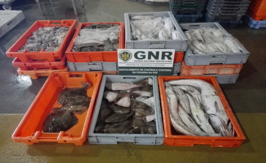 Foto de Aveiro – Doação de 300 quilos de pescado