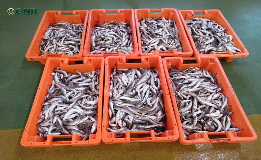Foto de Peniche – Doação de 105 quilos de pescada