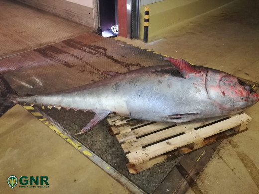 Foto de Matosinhos – Doação de 300 kg de atum-rabilho a instituições