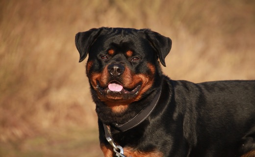 Cão Perigoso