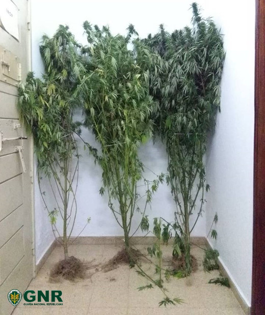 Foto de Mação – Detido por cultivo de cannabis e condução ilegal