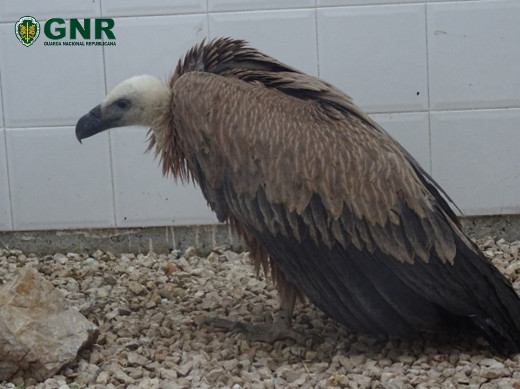 Foto de Camarnal – Recuperação de grifo