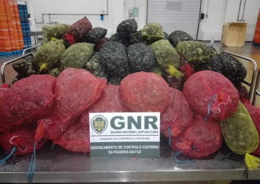 Foto de Aveiro e Nazaré – Apreensão de 1,5 toneladas de crustáceos e pescado