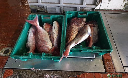 Foto de Caniçal – Apreensão de 102 quilos de pescado