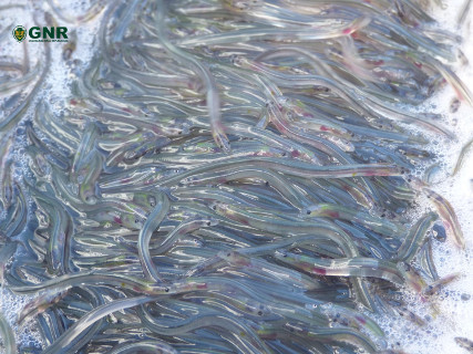 Foto de Operação “Freshwater” - GNR apreende 114 quilos de meixão