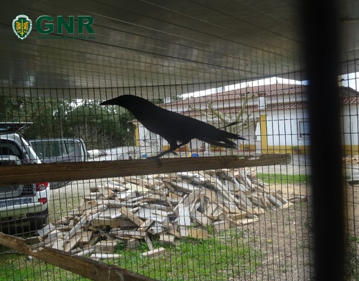 Foto de V. Raparigas  – Identificado por detenção ilegal de espécie cinegética