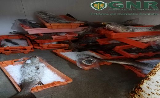 Foto de Lisboa – Apreensão de 370 quilos de corvina