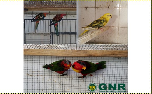 Foto de Benavente – Identificado por posse ilegal de aves exóticas