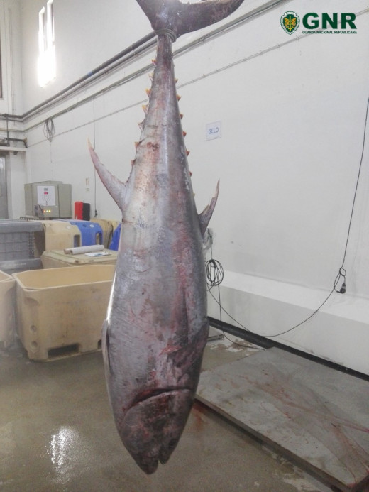 Foto de Gafanha da Nazaré – Apreensão de 1 atum-rabilho com 205 kg