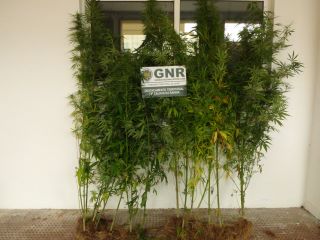 Foto de Caldas da Rainha – Detido na posse de 20 plantas de cannabis