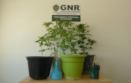 Foto de Estremoz – Dois detidos por cultivo de plantas de cannabis