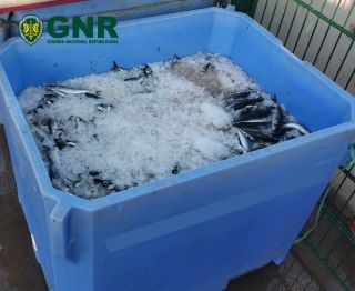 Foto de Quarteira – Apreensão de 287 quilos de pescado por fuga à lota