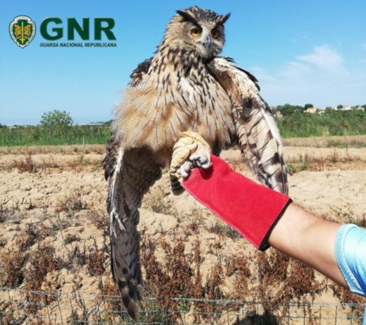 Foto de Alcobaça – Recuperação de um bufo-real