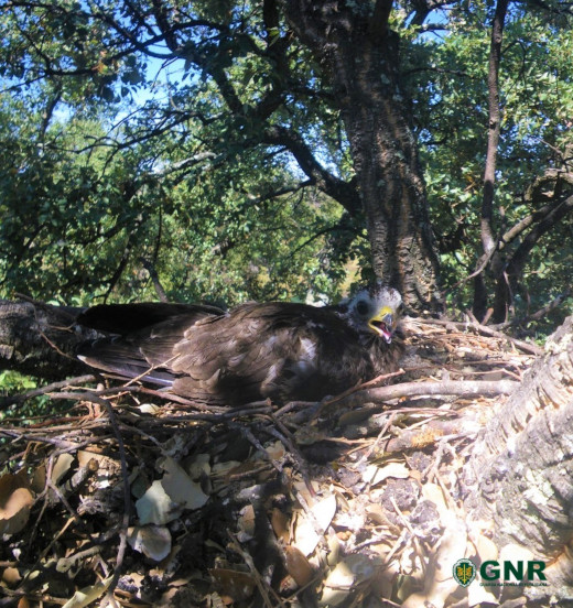 Foto de Castelo Branco – Devolução do falcão-abelheiro ao seu habitat natural